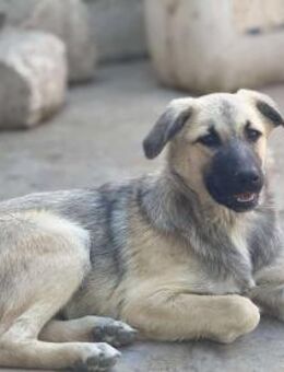 Clementine, liebt Katzen - Lindenberg (Rheinland-Pfalz)