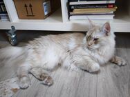 Maine Coon Katze - Lüneburg Zentrum