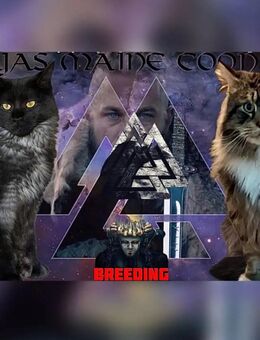 Reinrassige Maine Coon Kitten - Thalfang