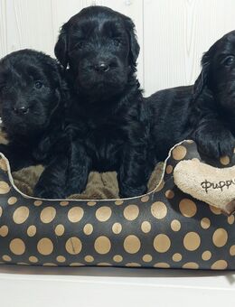 Goldendoodle - Golden Doodle Welpen - Golden Retriever x Königspudel - Lützelbach
