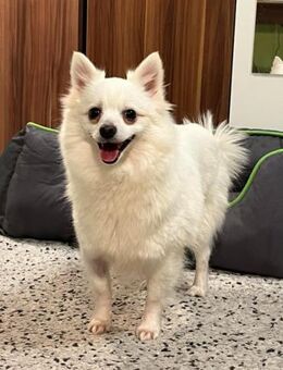 Lumi SR kleine Hündin sucht ihr Für-im - Neustadt (Rübenberge)