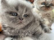 Perser Mix Kitten (männlich, weiblich) - Selm
