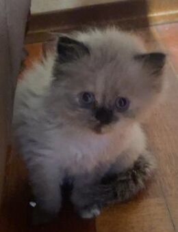 Wundervolle Perser-Ragdoll babykatzen - Oberding