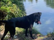 Cane Corso Weibchen Elsa - Fürth