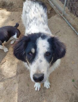 Oreo - lieb, verträglich, freundlich - Blankenheim (Nordrhein-Westfalen)