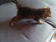 Drei mal weibliche Katze . Geboren am 06.05.2025. Mutter ist Britisch. - Horb (Neckar)
