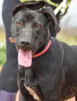 Bolo wird leider immer übersehen..... - Laatzen