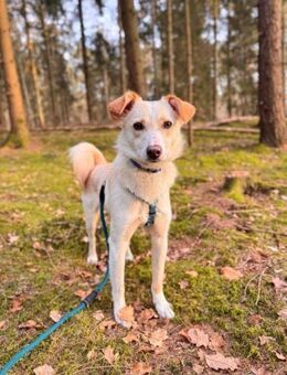 MONTY sucht ein liebevolles Zuhhause - Kallmünz