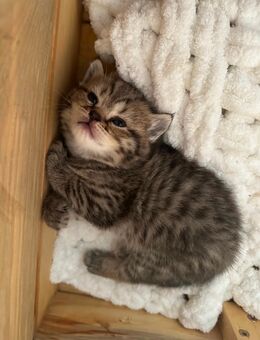 Britischekurzhaar katze❤️ - Rheine Zentrum