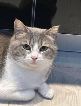 Greta 👑 die kleine Prinzessin - Kirchheim (München)