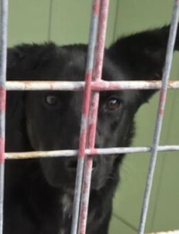 Wer rettet ROCCO 2 aus der Tötung? - Gefrees