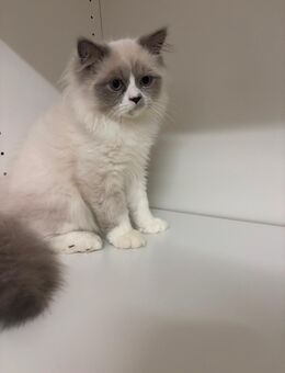 Zutrauliches Ragdoll-Perser-Mix Kitten mit Kratzbaum, 4 Monate, geimpft & entwurmt 🩵 - Oldenburg