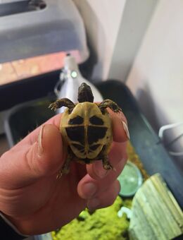 Griechische Landschildkröte Thb - Bedburg
