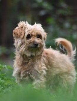 Berti sucht ein liebevolles Zuhause - Linden (Hessen)