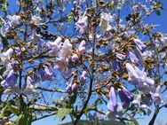 Blauglockenbaum blaue Blüte Kiribaum Zierbaum Kiri Bäume blau Baum Samen Wald Garten Samen insektenfreundliches Saatgut Kiri Energiepflanze Baum mit rießigen Blättern bee und Muttertag Geschenk Biene Sonne Deutsche Saat - Pfedelbach