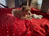 Maltipoo Zwerpudel Mischling - Hannover
