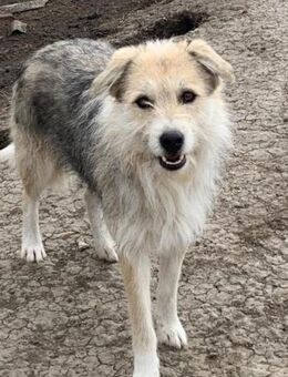 Bonny möchte gern vertrauen - Steinhagen (Nordrhein-Westfalen)