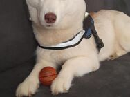 Sibirian Husky Hündin - Remscheid