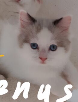 Kitten Reinrassige Ragdoll - Ansbach