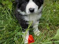 Border Collie Rüden - Lützen