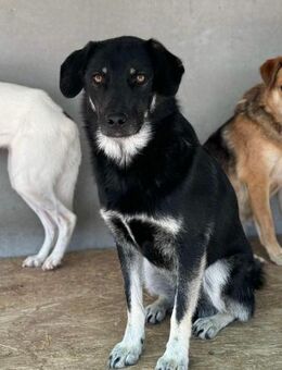 Ingo von kettenlos - Bollingstedt