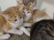2 Kitten (Jungen) suchen noch ein Zuhause - Herne