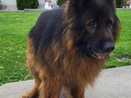 Jax Schäferhund 4 Jahre - Beltheim