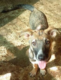 LOTTE - offen, freundlich, verspielt - Weilheim (Oberbayern)