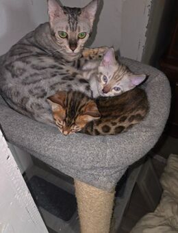 Rein Rassige Begalkitten mit Stammbam - Geilenkirchen
