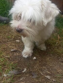 Herceg, süßer Malteser Rüde geb. 2020 - Remagen