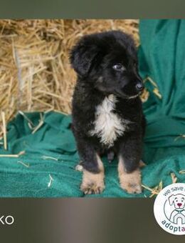 Asko sucht ein Zuhause - Kirchzell