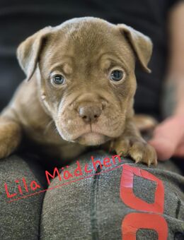 OEB Mix Welpen - Varel