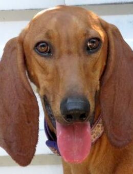 Petras -Angsthund, braucht Geduld- - Oldenburg