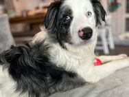 Hund: Aussiedoodle 1 Jahr Rüde kastriert - Konradsreuth