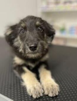 Strubel-Maus Meddy braucht Traum-Zuhause - München