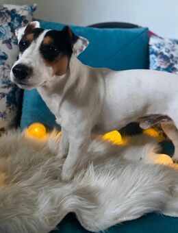 Jack Russell Terrier Deckrüde - Sülfeld