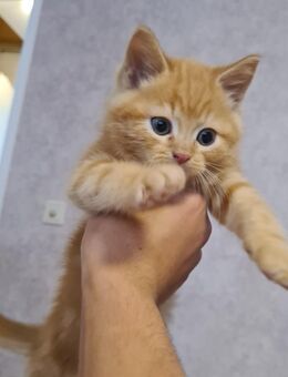 5 baby katzen zu verkaufen Eizellen geht auch - Dortmund