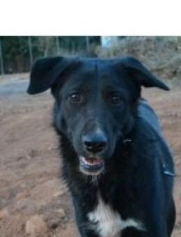 Lucia f. bewegungsfreudige Hundeanfänger - Mettmann