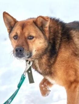 Dreibeinchen Bobby❤️sucht seine Menschen - Rott (Inn)