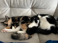 Liebe Katzen Geschwister - Nauort