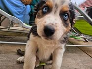 Border Collie Australien Shepherd Welpen - Eisfeld