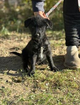 Wer hat ein Körbchen für Kende? - Heinsberg