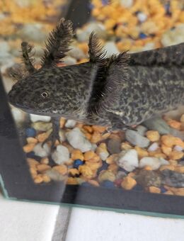 Axolotl verkaufen - Hünfeld (Konrad-Zuse-Stadt)