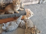 Britisch Kurzhaar Kitten Bkh - Reddelich