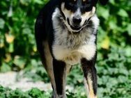 Little Linda, fröhliches Welpenmädchen, - Vaterstetten