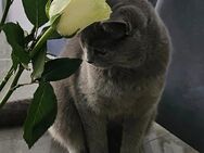 Britische Shorthair Katze - Köln