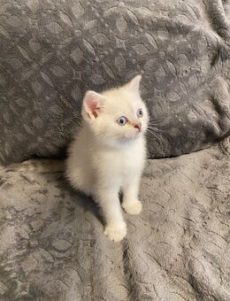 BKH Kitten Babykatze - Michelstadt