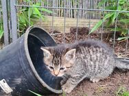 Kitten Katzenkinder Babys Glückskatzen - Schönewalde