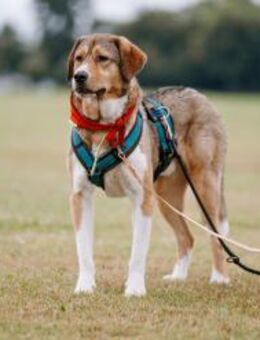 Herzenshund Marlin sucht seinen Platz - Hamburg