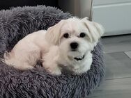Malteser Hund - Oer-Erkenschwick